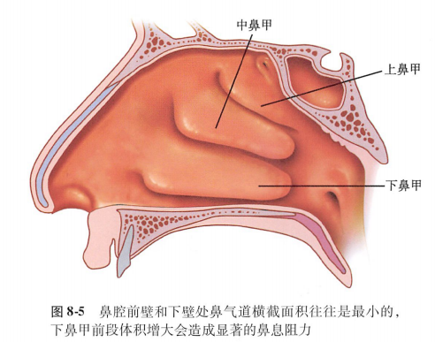 什么是阔鼻畸形？应该如何进行矫正？