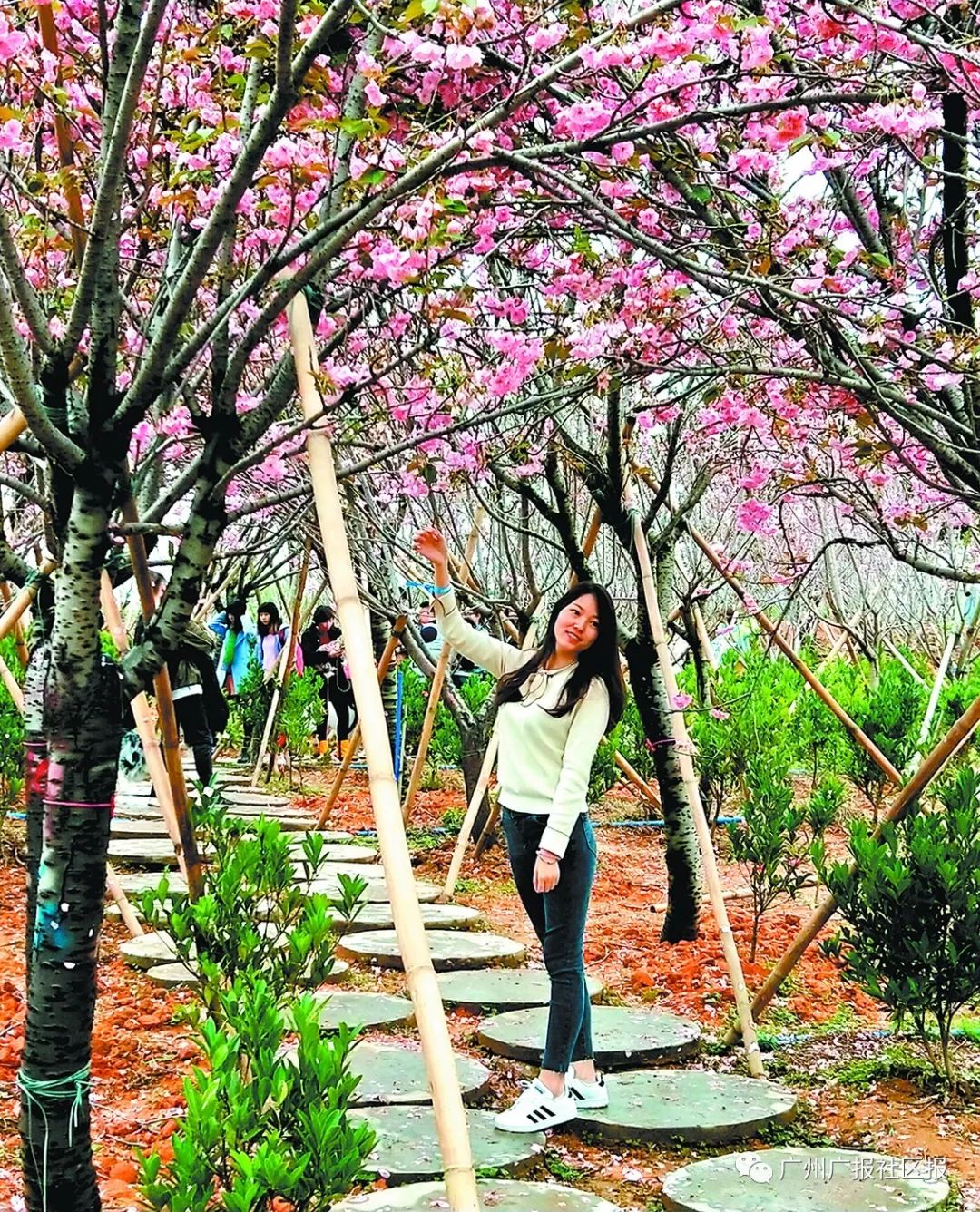 周末约起来,到华南地区最大规模樱花园——天适樱花园踏青赏花_从化