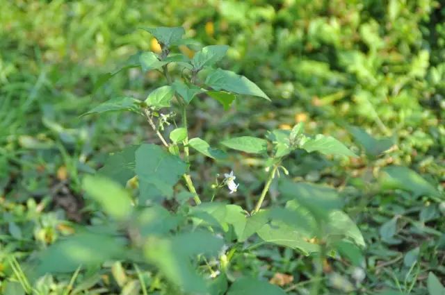 别名:羊角菜,屡析草,臭花菜,猪屎草,五梅草,白花仔草 食用方法:炒肉