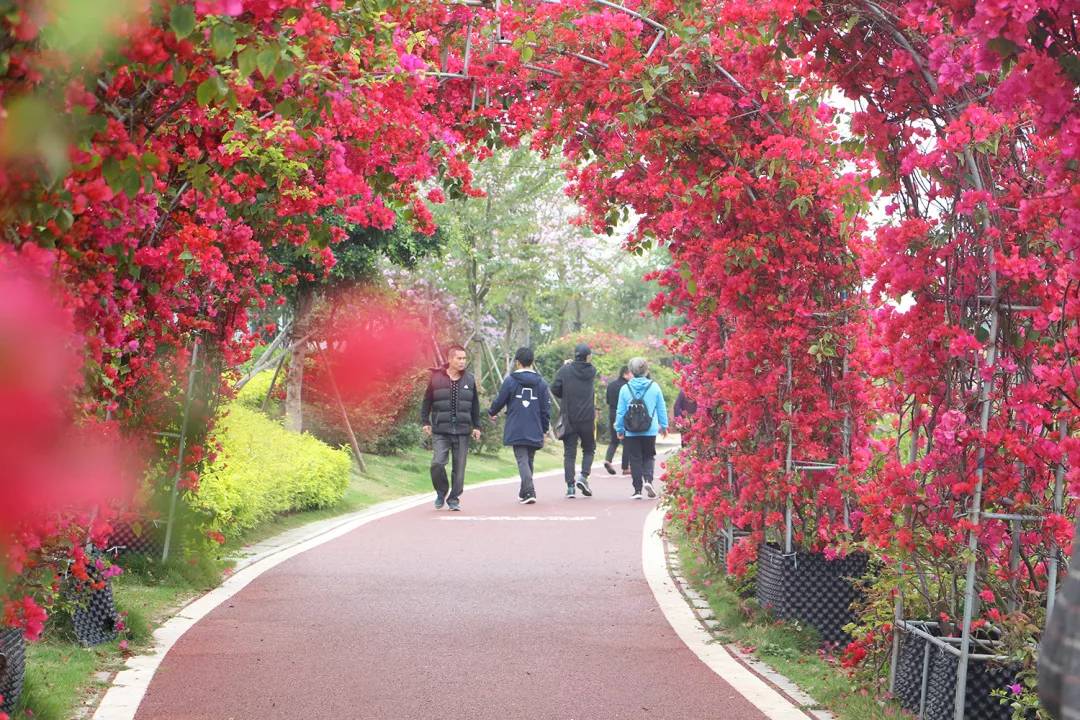 玩在北海,北海开的最艳的市花三角梅,在这里就能大饱眼福