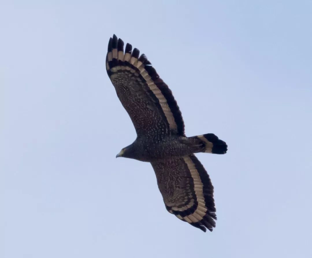 今日,一批画眉鸟在仙居国家公园重获自由