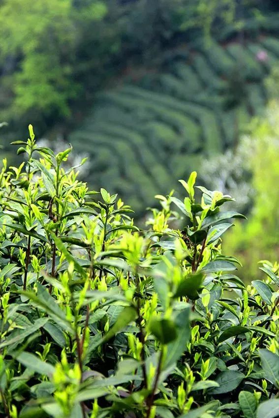 峨眉山高山春茶上市,品明前雪芽,更懂生活