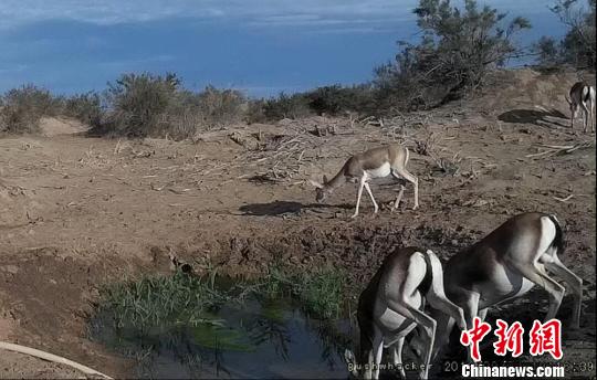 敦煌西湖保护区建自动化饮水点:野骆驼、猞狸