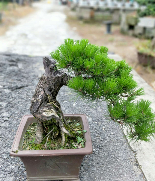 原创艺术盆景魅力十足,独特的根茎造型环抱奇石而生,让人赏心悦目