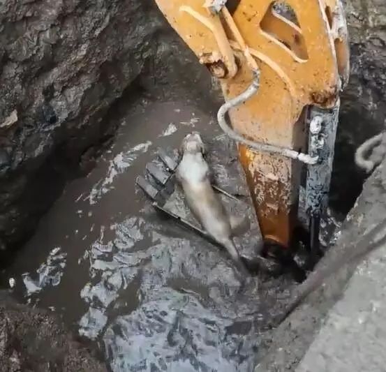 拉布拉多掉入深坑，農民工小哥立馬開動挖掘機營救！ 未分類 第1張