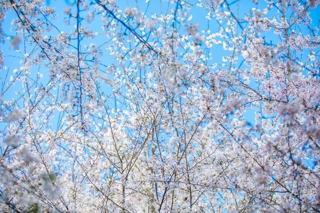 「旅游文化」平坝樱花海,藏在小城中的春天