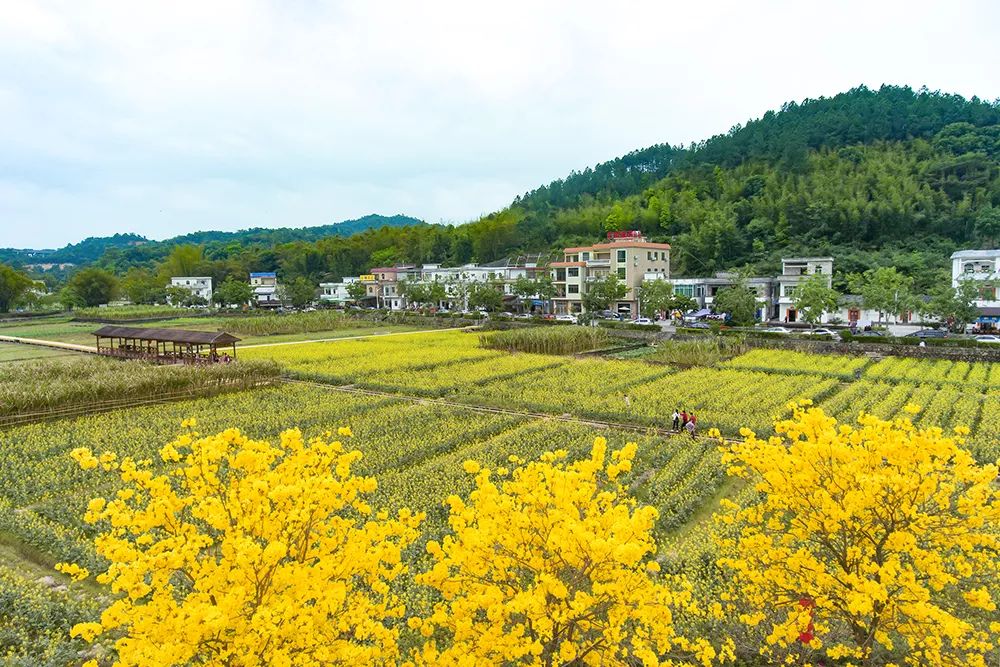 3月,你好!广州郊区的秘境,大片油菜花正在盛放