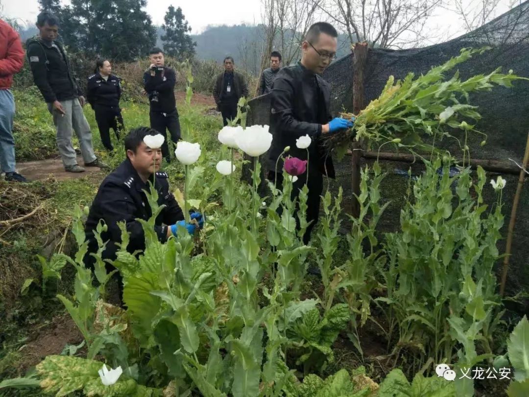 还有人敢种洋烟义龙铲除非法种植罂粟苗454株行政罚款2人