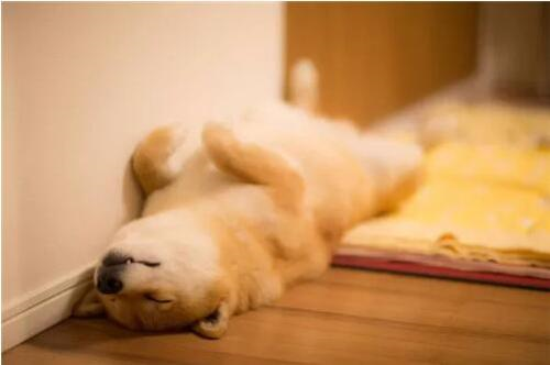 小狗的睡觉姿势的描写