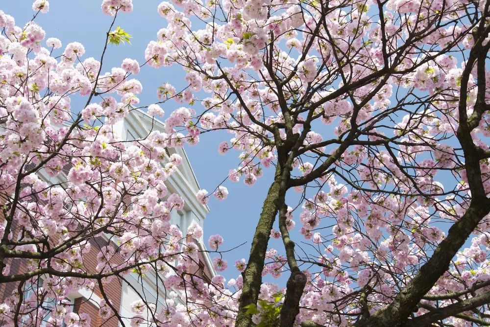 2019日本樱花花期预测!春暖花开,赏樱该提上日