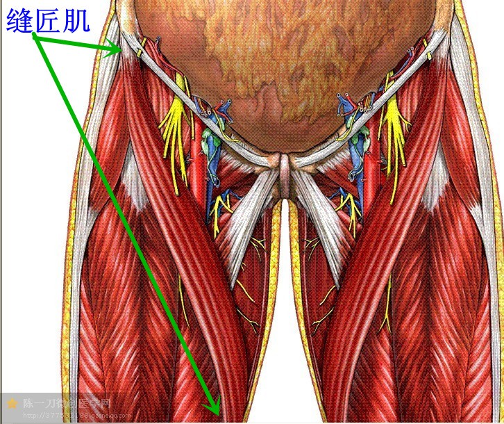 基础解剖康复常用肌肉彩图详解