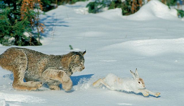 這種貓科動物比東北虎還靠近北極，人類每年搶走它們1000萬只獵物 未分類 第2張