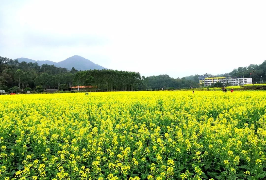 隐藏在广州的万亩油菜花田童话般刷爆朋友圈周末约起