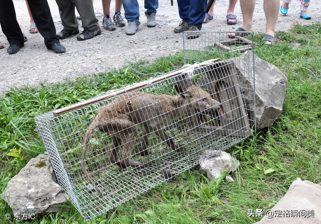 村民捉到神秘"怪物" 专吃家禽能像人直立行走 专家称未知生物