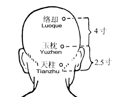 天柱穴:该穴位于项部斜方肌起始部,天柱骨(颈椎骨)上端.