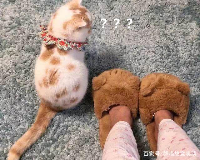 買了一雙拖鞋，家裡的貓咪醋壇子打翻了：你有我還不夠嗎！ 搞笑 第2張