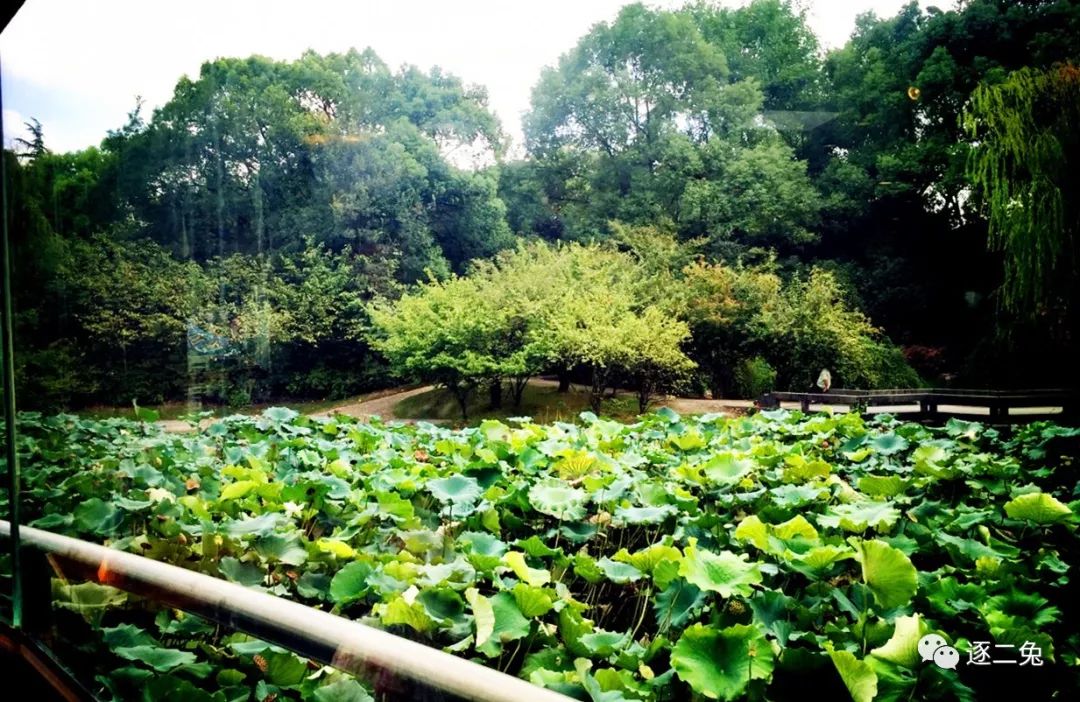 浮光掠影上海植物园龙华公园