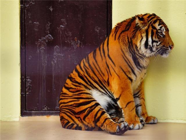 原创一只奶凶的虎斑胖橘苦恋瑜伽要减肥招式太有喜感