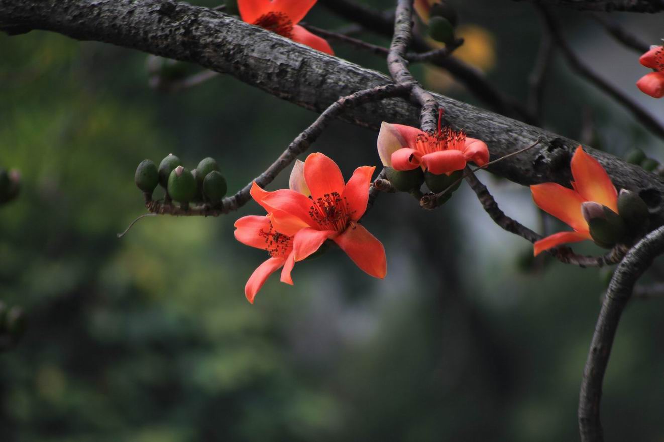 【星连文学社】广西诗人陈熠明:七律诗·木棉花开【木棉花系列诗篇】