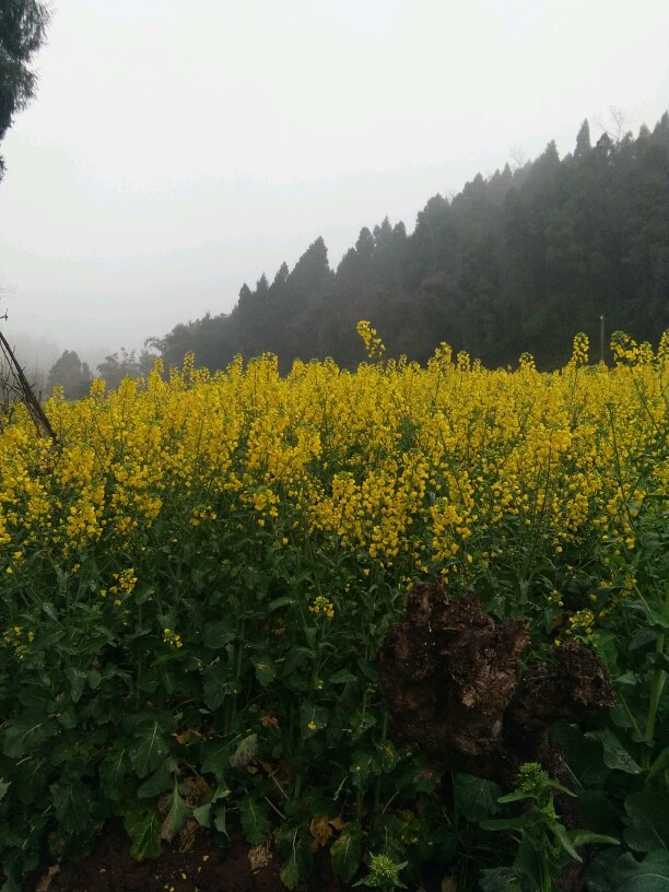 【晒资阳春色】本想回老家看菜花,结果失望了