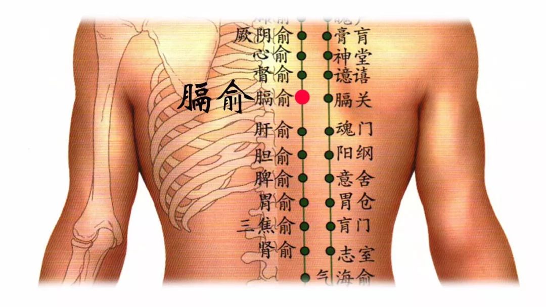 膈俞穴的准确位置图 膈俞穴位于背部,第七胸椎棘突下旁开1.