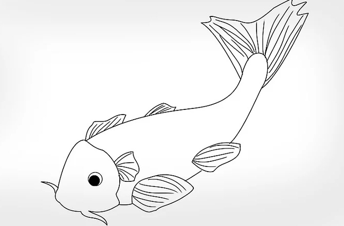 擦去草稿线,并在身上画出鱼的鳞片.为你的锦鲤上色!