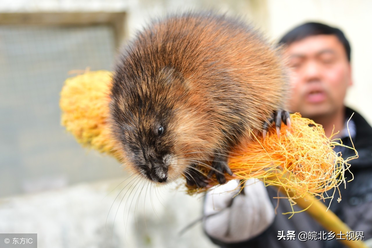 农家现24斤重大老鼠没想是一级野生保护动物