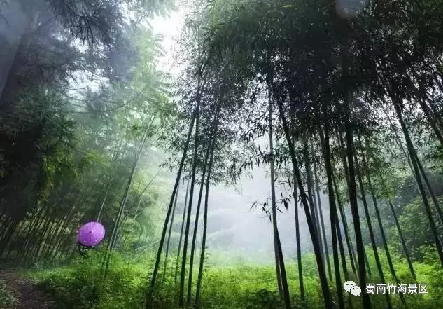 春雨中的蜀南竹海~_竹林