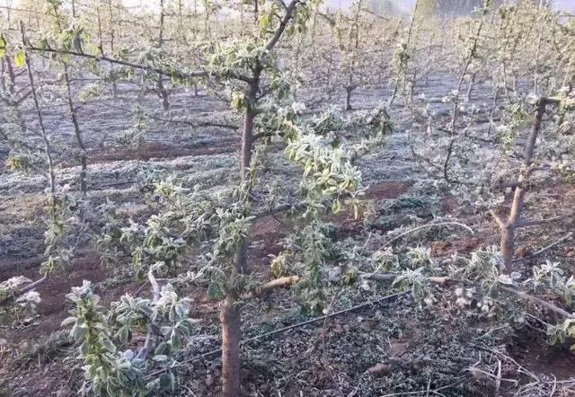 遭遇"倒春寒,果树大减产?果农:别怕,这些土法很灵验!