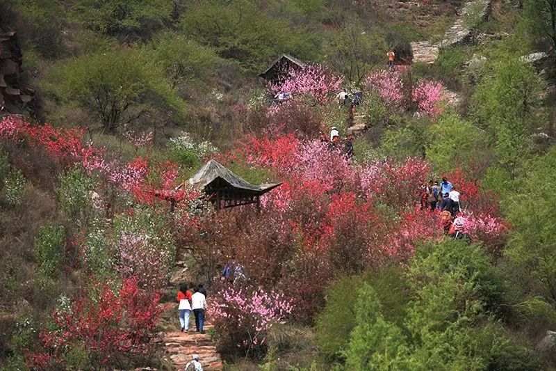 想踏青的看过来,保定及周边最全赏花地图发布!