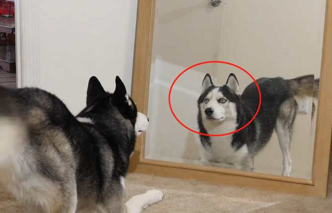 原創
            二哈看到鏡子里的狗，以為主人養了「二胎」，汪：出來單挑 未分類 第2張