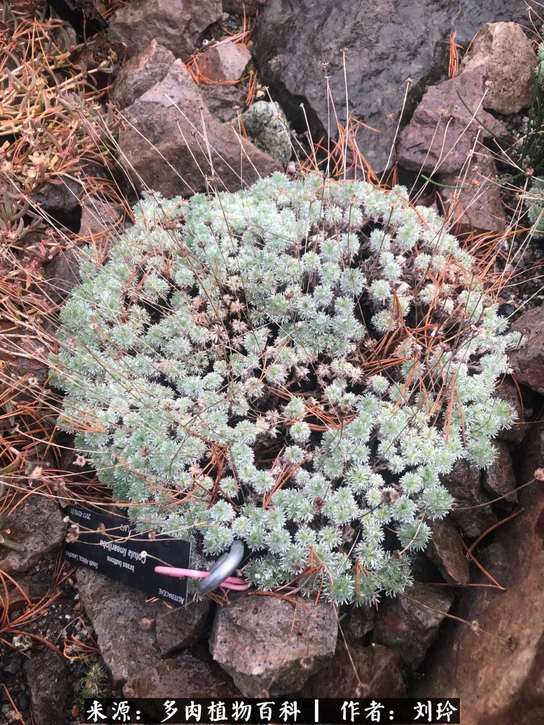 温哥华某植物园的野生多肉!