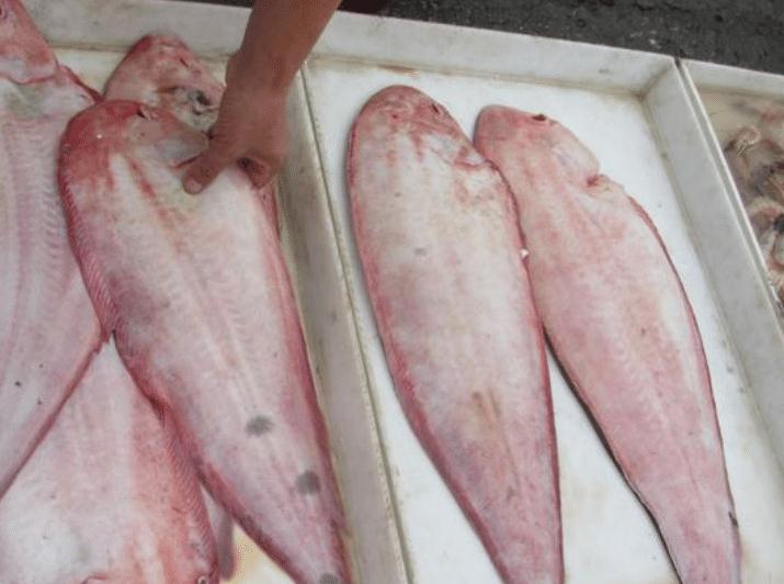 渤海现在是特大型塔鱼,身长可70厘米,一斤150元