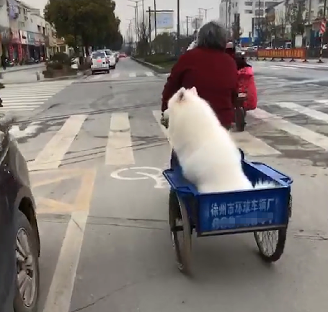 原創
            薩摩偷偷跑到外面玩，被奶奶騎著三輪捉回家，狗：坐三輪真舒服… 寵物 第2張