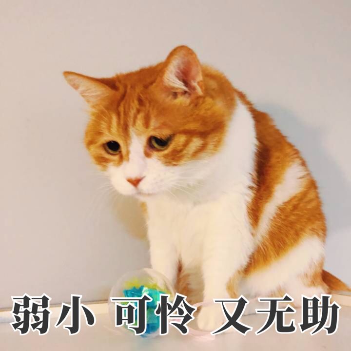 纳尼?它只是一个弱小无助可怜的小猫咪啊! 好好的猫为什么要坐牢?