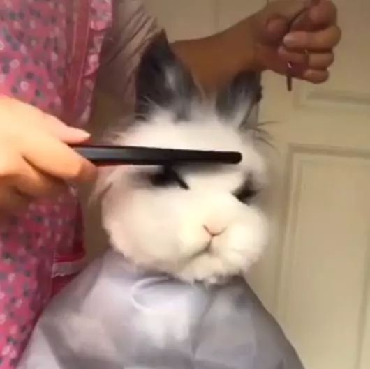 帶兔子來寵物店「理髮」，網友：單身久了，看兔子都覺得眉清目秀 未分類 第1張