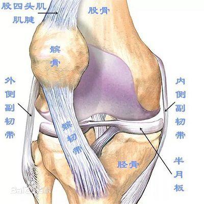 髌骨软化症知多少一什么是髌骨和髌股关节