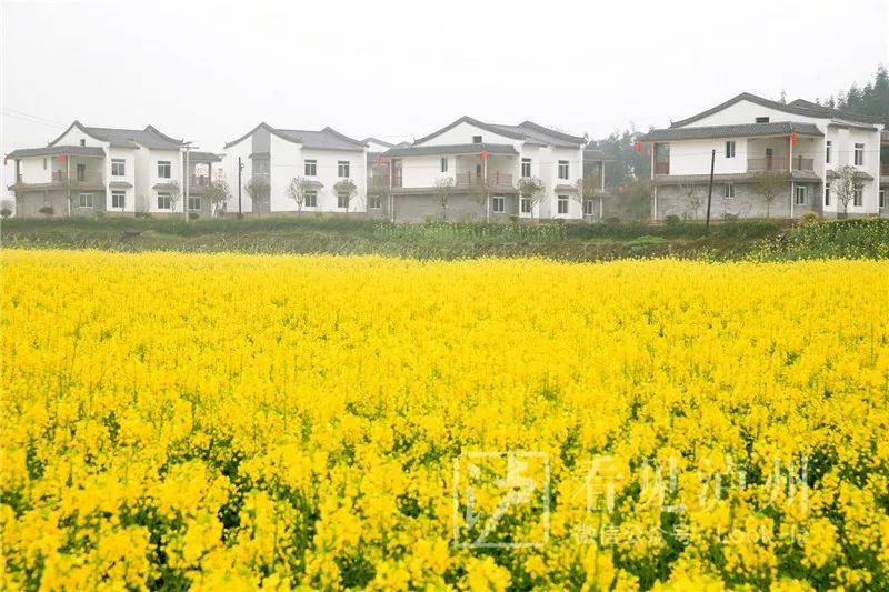 喻寺镇谭坝村的油菜花悄然盛放在连绵的春雨中泸县喻寺谭坝村