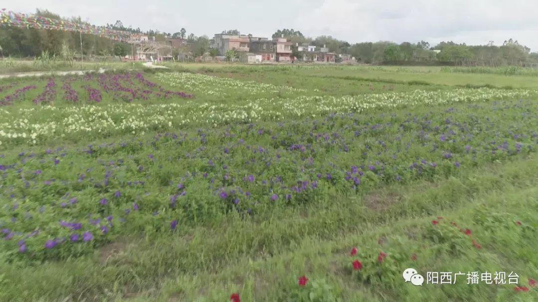 织篢镇牛岭村:农旅融合助力乡村振兴_花海