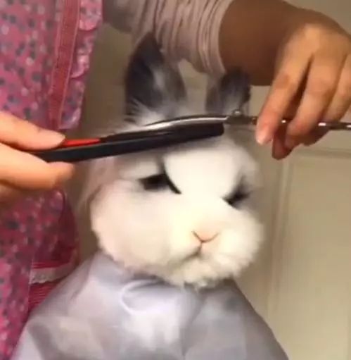 帶兔子來寵物店「理髮」，網友：單身久了，看兔子都覺得眉清目秀 未分類 第2張