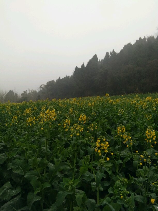 【晒资阳春色】本想回老家看菜花,结果失望了