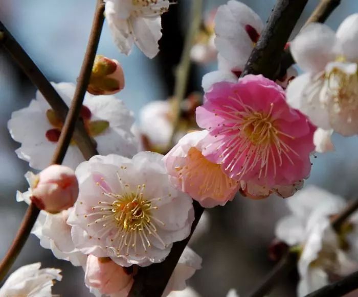 跳枝系的梅花也相对比较耐寒,例如"晚复跳枝"品种可以在北京露天无