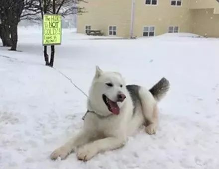 二哈被拴在冰天雪地里，遭鄰居投訴，接下來自人的做法...笑噴了！ 寵物 第1張