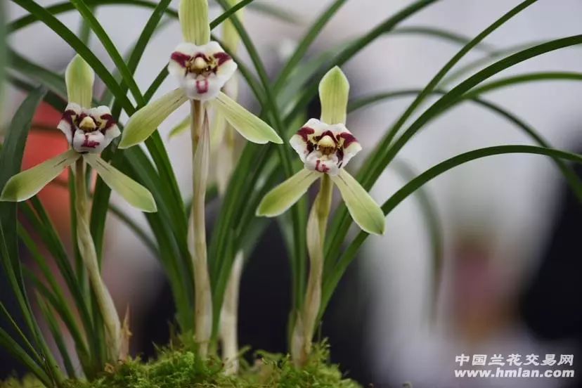 香花配美人!2019中国春兰节暨华东地区兰花博览会