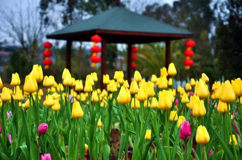 三八节不要迷失在绵阳郁金香花海里!门票免免免!