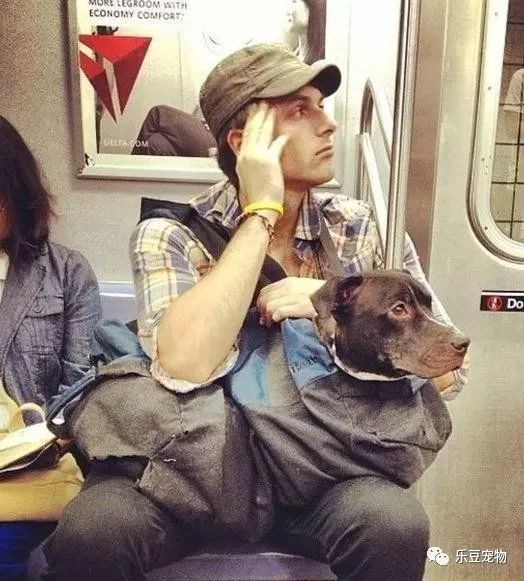 紐約地鐵規定，只要把狗狗打包就可乘車，於是人們各種招數盡出… 未分類 第1張