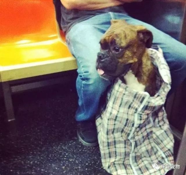 紐約地鐵規定，只要把狗狗打包就可乘車，於是人們各種招數盡出… 未分類 第6張
