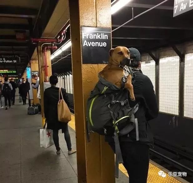 紐約地鐵規定，只要把狗狗打包就可乘車，於是人們各種招數盡出… 寵物 第9張