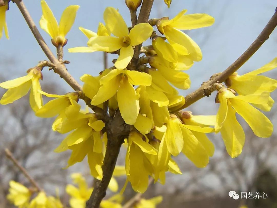 园艺疗法春天到了迎春花探春花金钟花连翘花还分不清