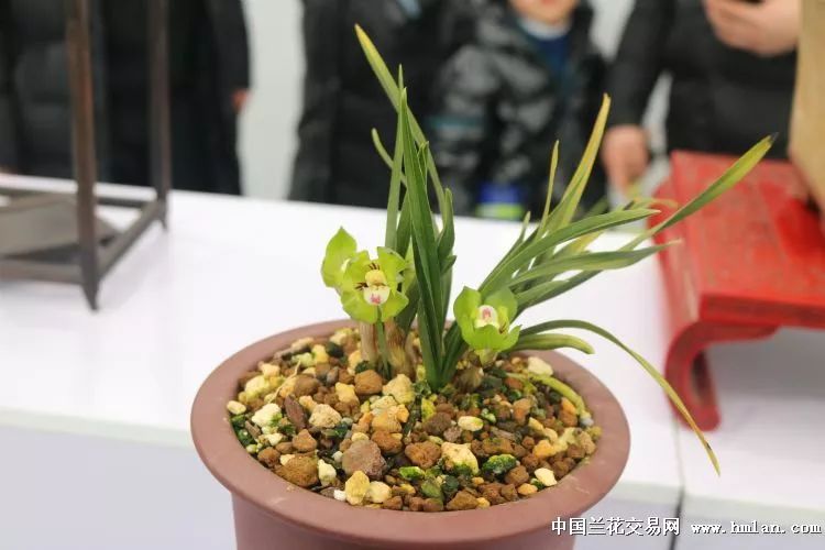 香花配美人!2019中国春兰节暨华东地区兰花博览会